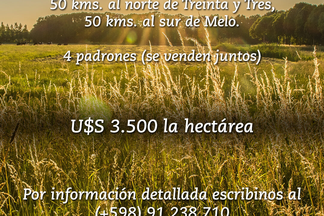 Stewart_Campo_Historia